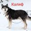 Калиф