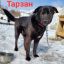 Тарзан